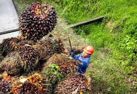 Ilustrasi harga TBS di Riau alami penurunan (foto/int)